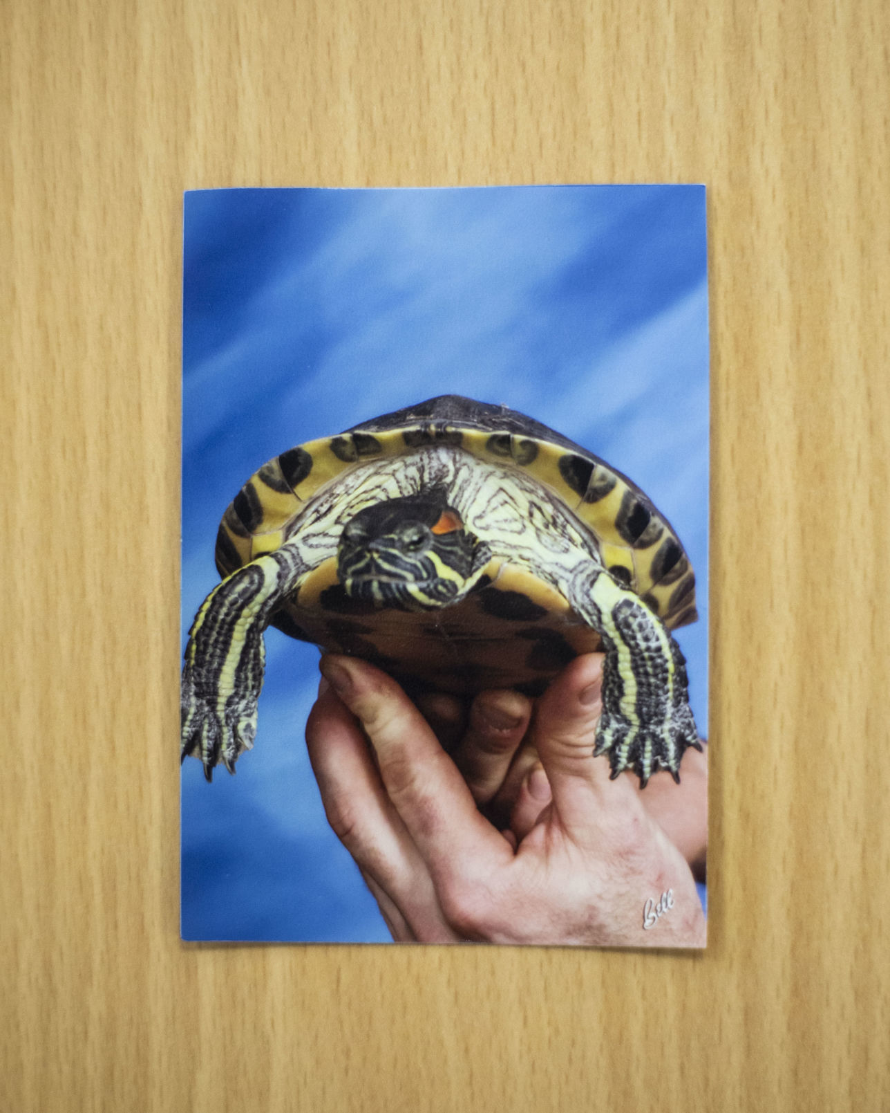 Tugi the red-eared slider